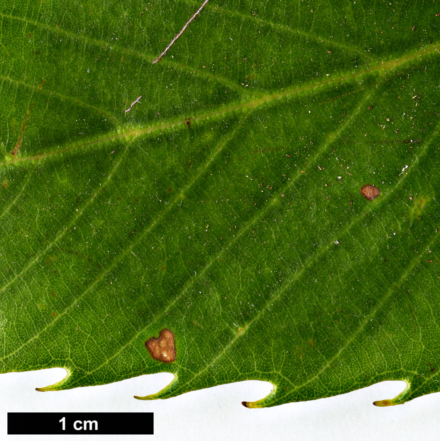 High resolution image: Family: Fagaceae - Genus: Quercus - Taxon: chrysocalyx 